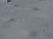 Снежный скарабей