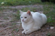 Белая кошка - эмблема Любви