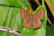 Лаосская бабочка
